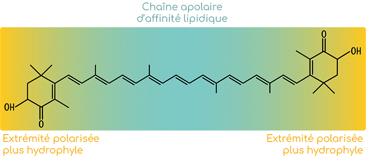 Structure moléculaire de l'astaxanthine.